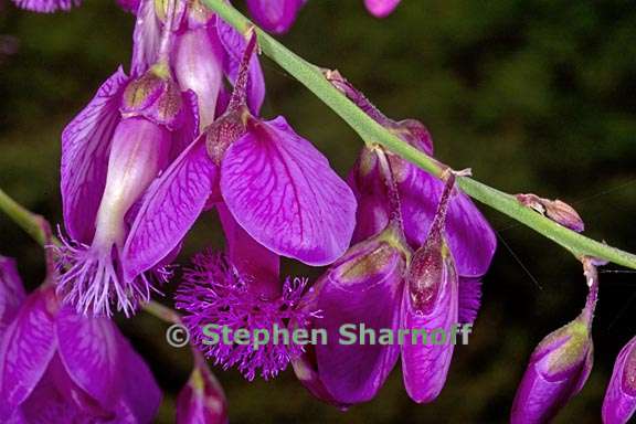 polygala virgata 3 graphic